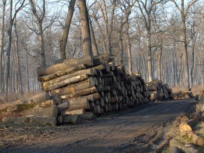 SLog trupaca hrasta pored šumskog puta